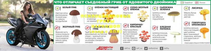 Галлюциногенные грибы Psilocybe  Азов 